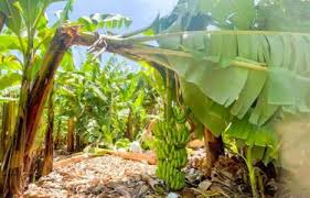 República Dominicana propone invertir 94 millones de dólares en su sector del banano