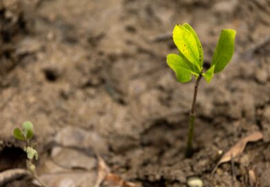 Día Internacional de los Humedales: guardianes del agua y la biodiversidad Día Internacional de los Humedales: guardianes del agua y la biodiversidad