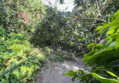 Edeeste informa interrupción del servicio eléctrico en Peralvillo se debe a corte de árboles por protesta de asfaltado