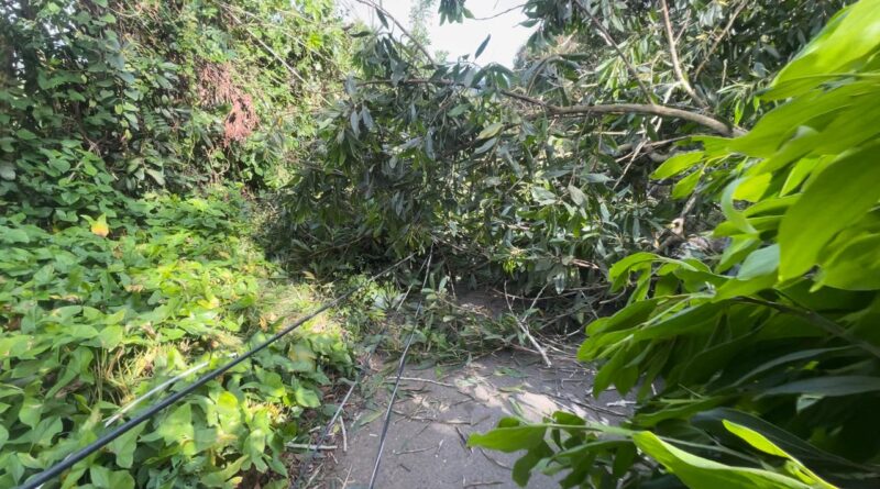 Edeeste informa interrupción del servicio eléctrico en Peralvillo se debe a corte de árboles por protesta de asfaltado