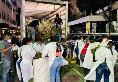 El sembradío de más de 15,000 plantas de marihuana de Ocoa tiene un peso de 13,893 libras El sembradío de más de 15,000 plantas de marihuana de Ocoa tiene un peso de 13,893 libras