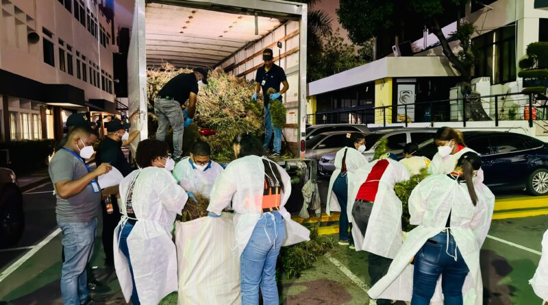El sembradío de más de 15,000 plantas de marihuana de Ocoa tiene un peso de 13,893 libras El sembradío de más de 15,000 plantas de marihuana de Ocoa tiene un peso de 13,893 libras