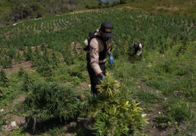 Desmantelan cultivo de marihuana en San José de Ocoa Desmantelan cultivo de marihuana en San José de Ocoa