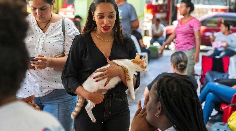 Alcaldía del DN esteriliza 102 animales y coloca 530 vacunas en jornada de este fin de semana